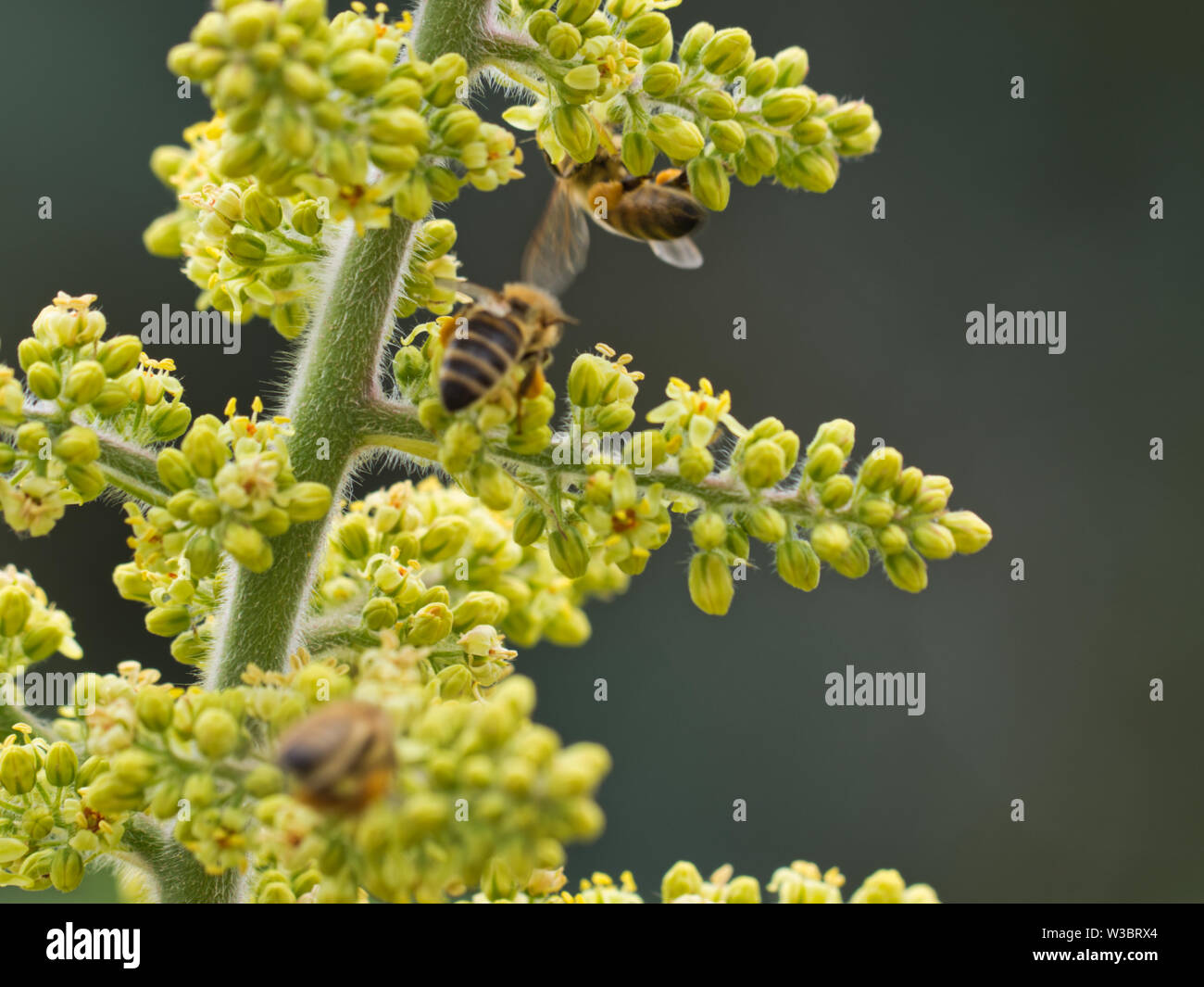 Biene auf vertikalen grünen Essigbaum, Hintergrund, speichern Sie die Bienen. Stockfoto