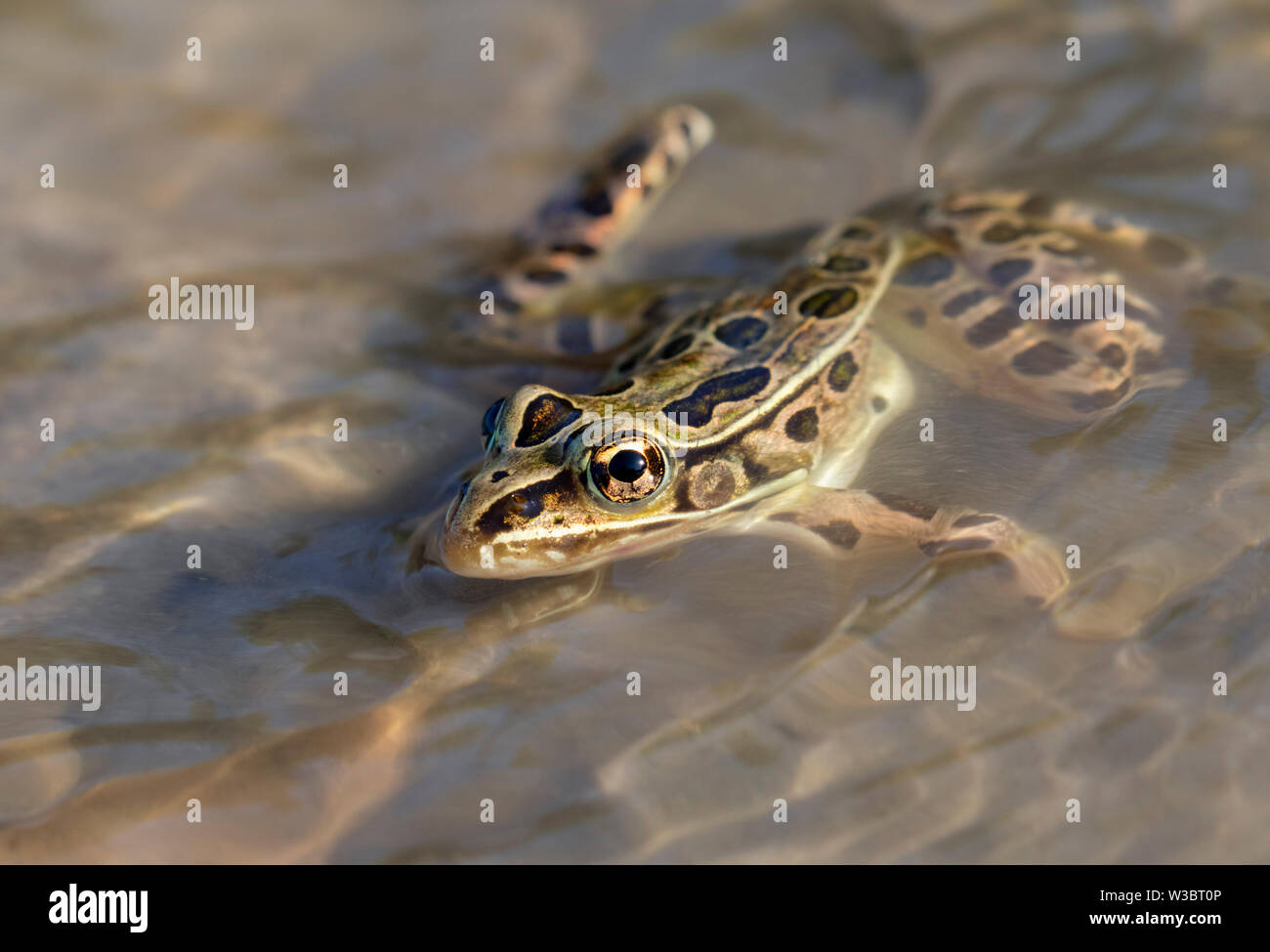 Northern leopard Frog (Lithobates Pipiens) in Wasser Strom, Iowa, USA Stockfoto