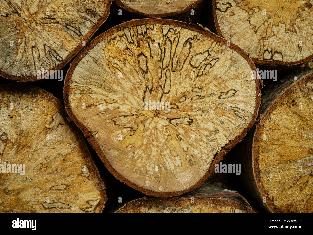 Spalting Wirkung in Silber Birke anzeigen zone Linien. Stockfoto