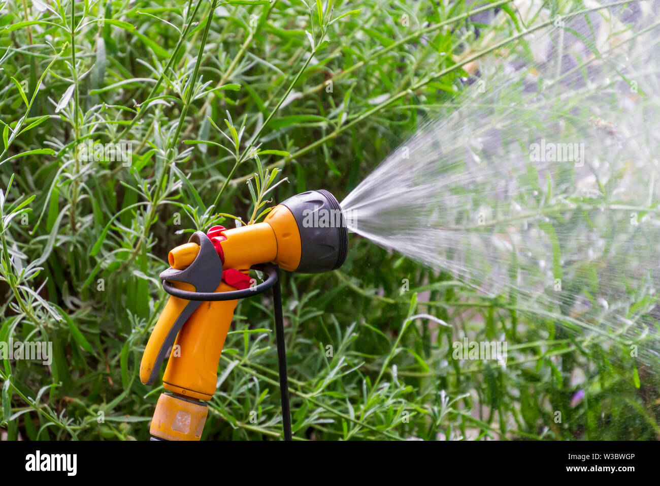 Tragbare Garten automatische kunststoffrohr Bewässerungssystem mit einer Dusche Sprühkopf Bewässerung rasen. Stockfoto