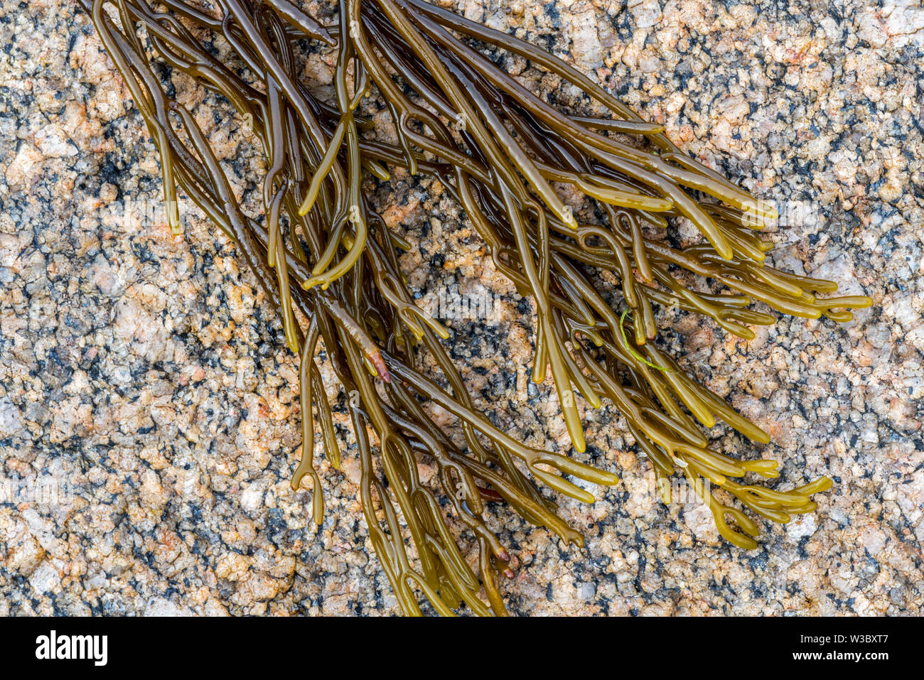 Bifurcaria bifurcata, braune Alge Algen gewaschen an Land auf felsigen Strand Stockfoto