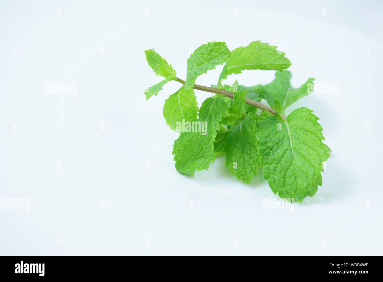 Frische organische Blaubeeren, grüne Paprika, Karotte, Paprika, Minze auf weißem Hintergrund Stockfoto