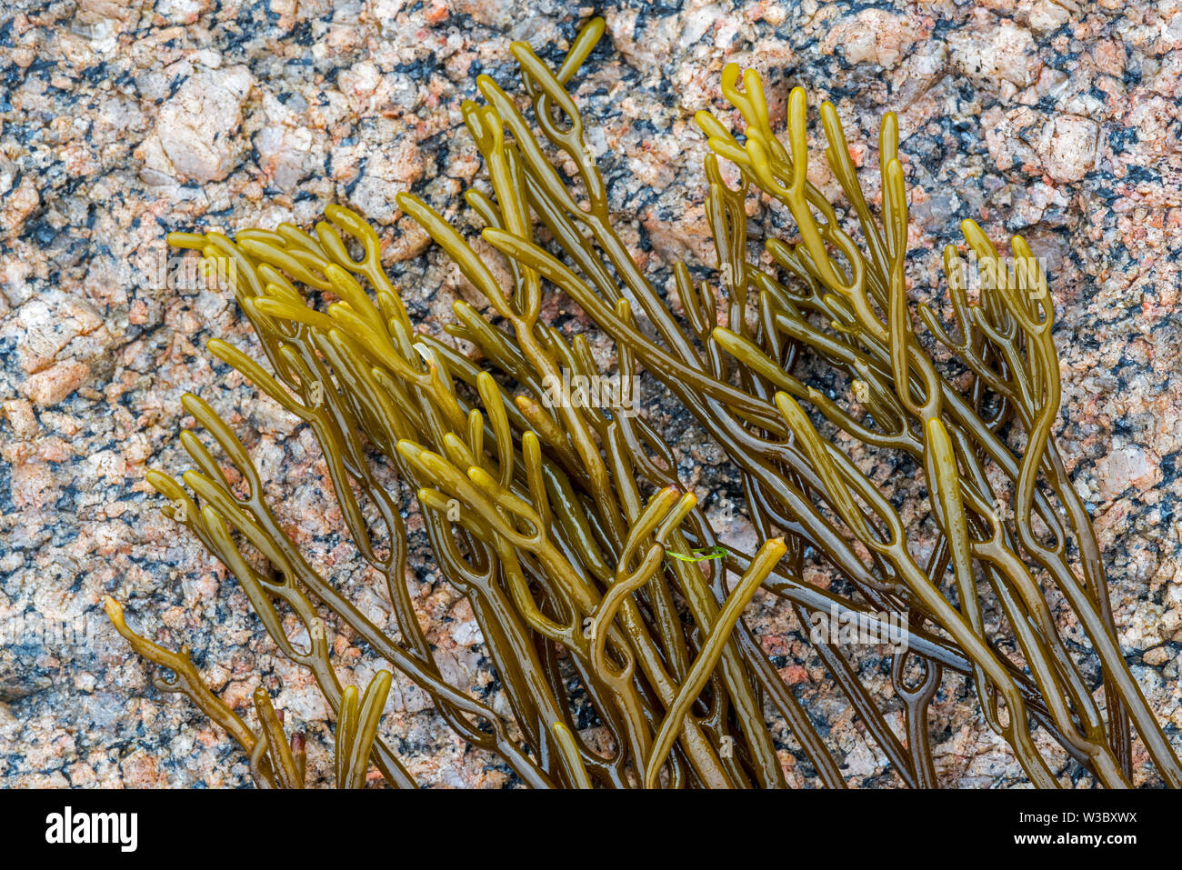 Bifurcaria bifurcata, braune Alge Algen gewaschen an Land auf felsigen Strand Stockfoto