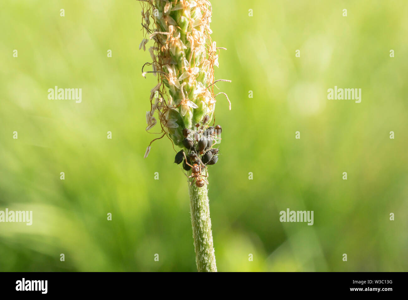 Ameisen und Blattläuse auf einem Spitzwegerich Stockfoto