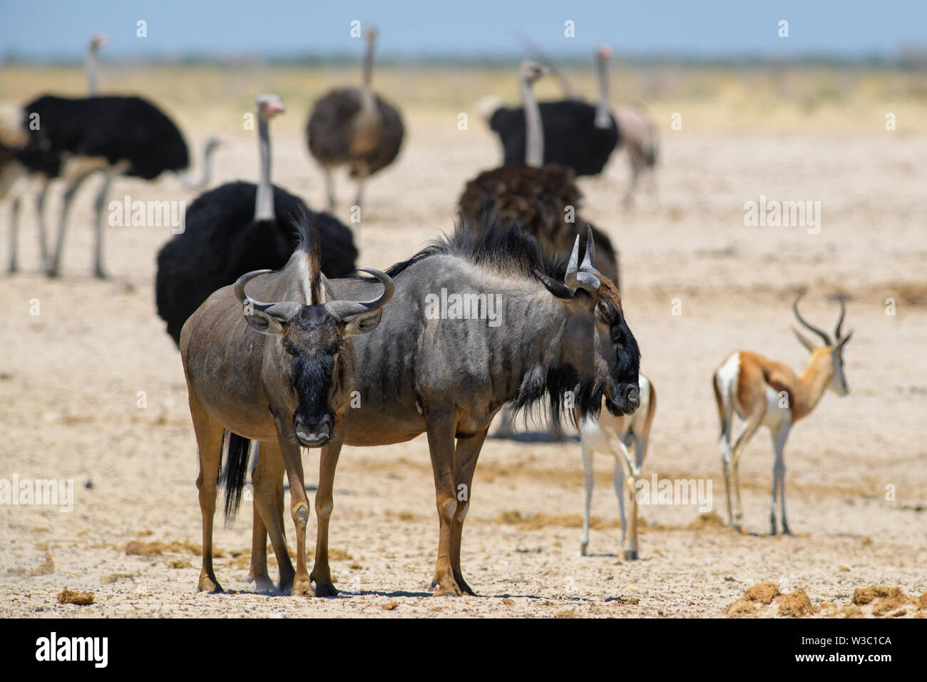 Gemeinsame Gnus - Connochaetes taurinus, gemeinsame Antilope aus afrikanischen Savannen und Grasland, Etosha National Park, Namibia. Stockfoto