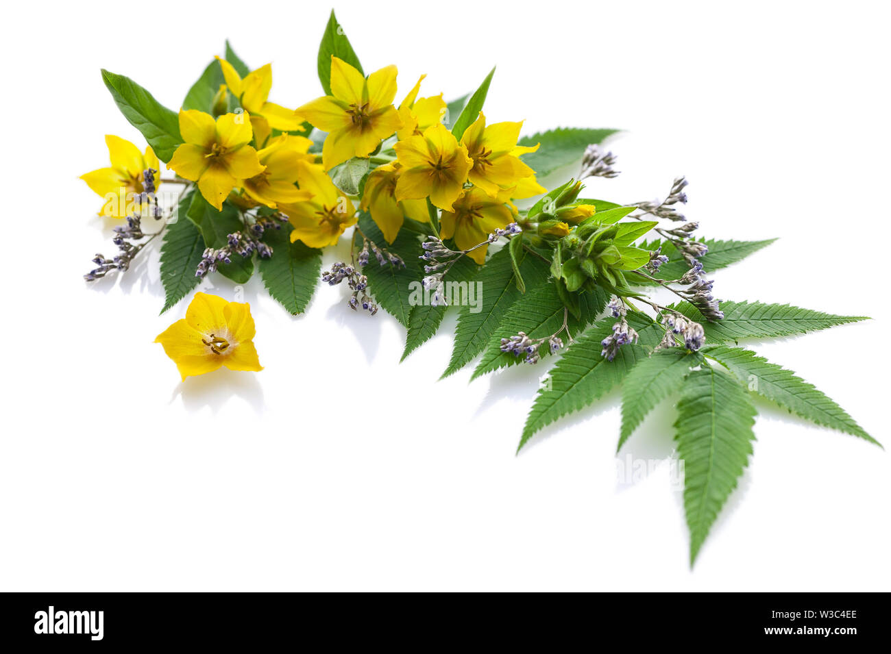 Anordnung der gelben Wildblumen auf weißem Hintergrund. Stockfoto