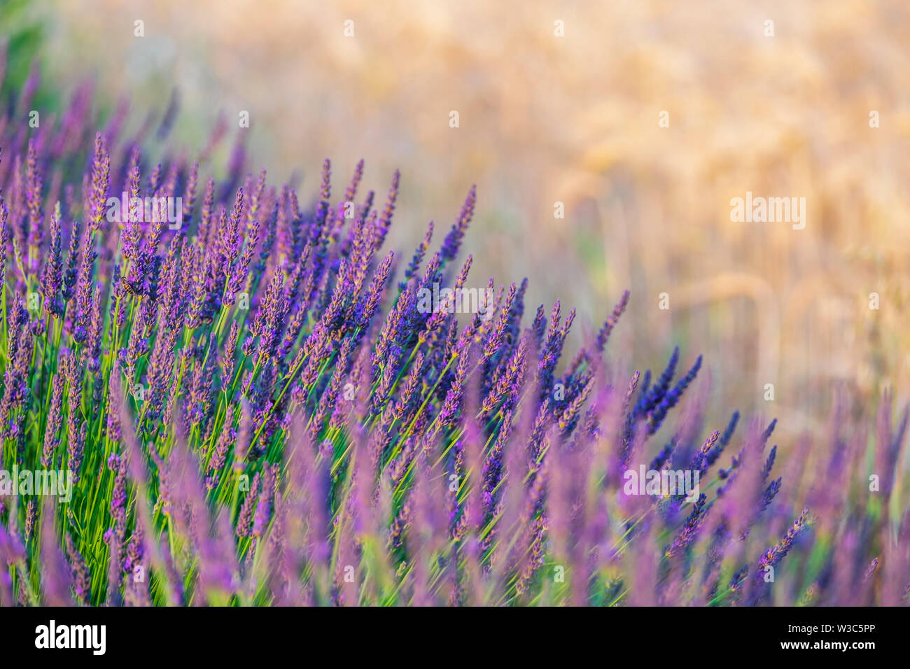 Die Felder der Provence. Mohnblumen und Lavendel. Stockfoto