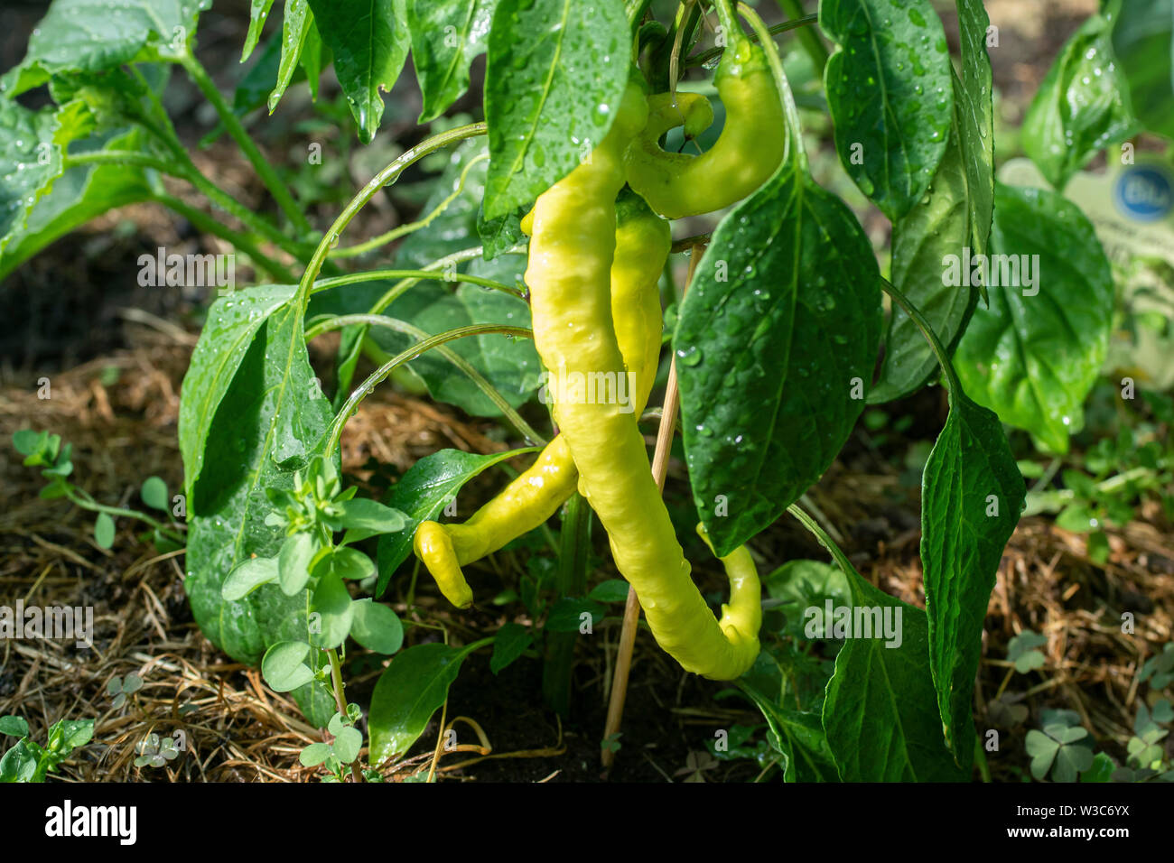 Junge grüne Chilischote auf einem Busch Stockfoto