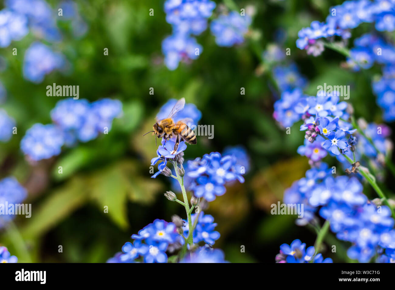Biene auf Blumen Stockfoto