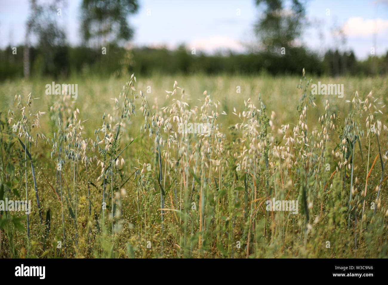 Gemeinsame oat durch Straße in Ylöjärvi, Finnland wachsen Stockfoto