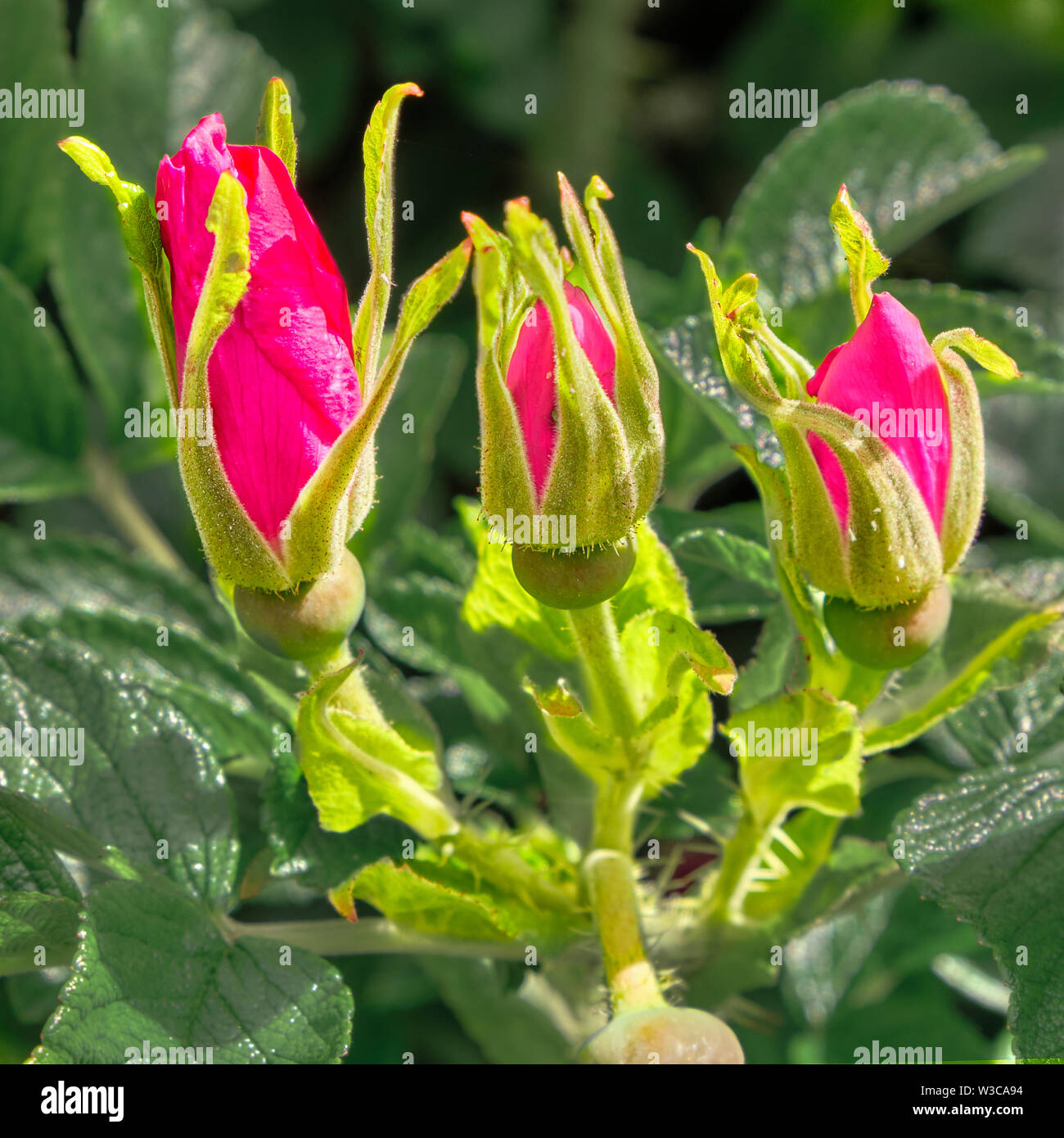 Drei Knospen der rose Rosa rugosa wild wachsen entlang der Single Track Road durch die Rückseite des Keppock Stockfoto