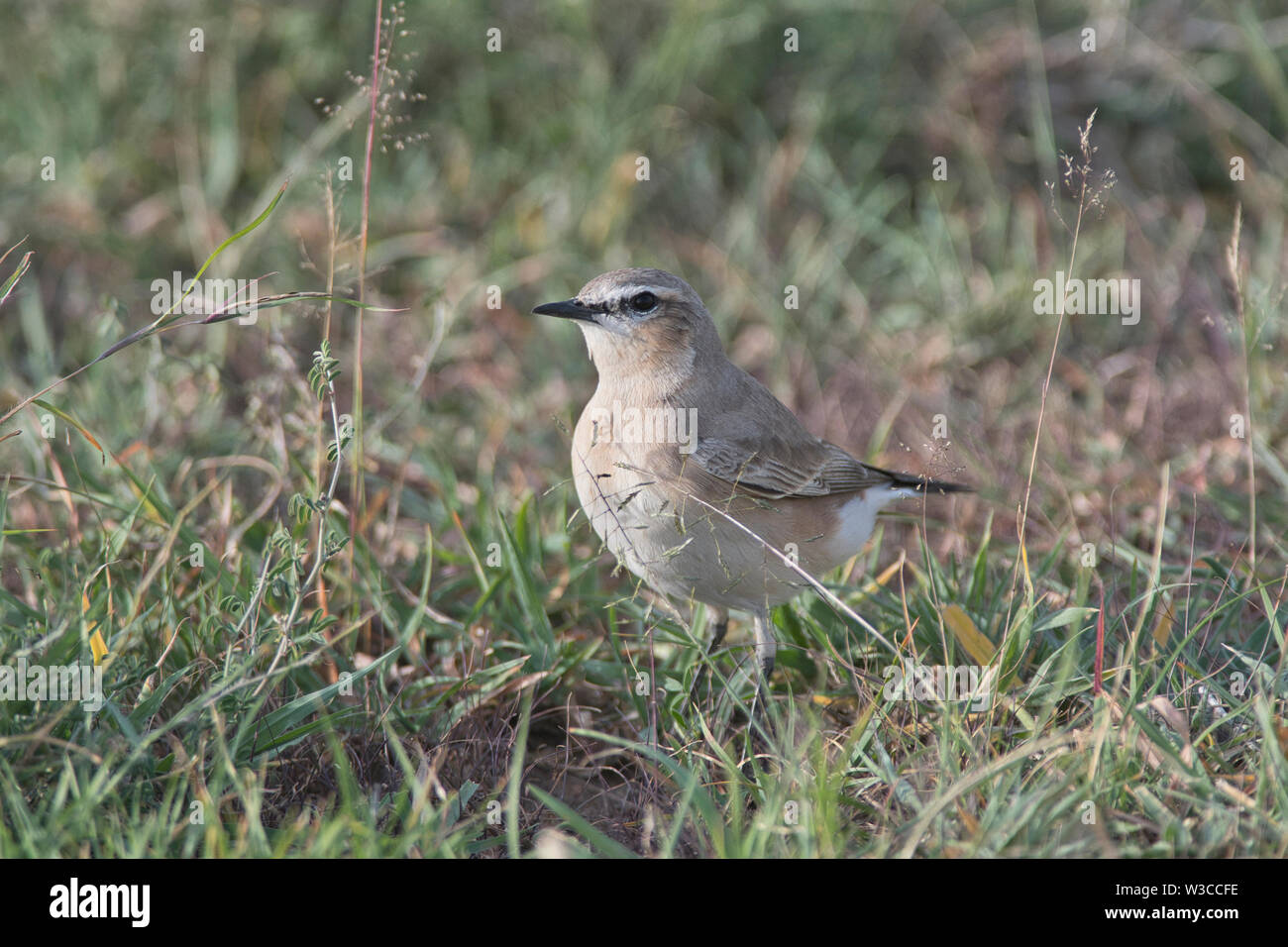 Isabelline Steinschmätzer (Oenanthe isabellina) Stockfoto