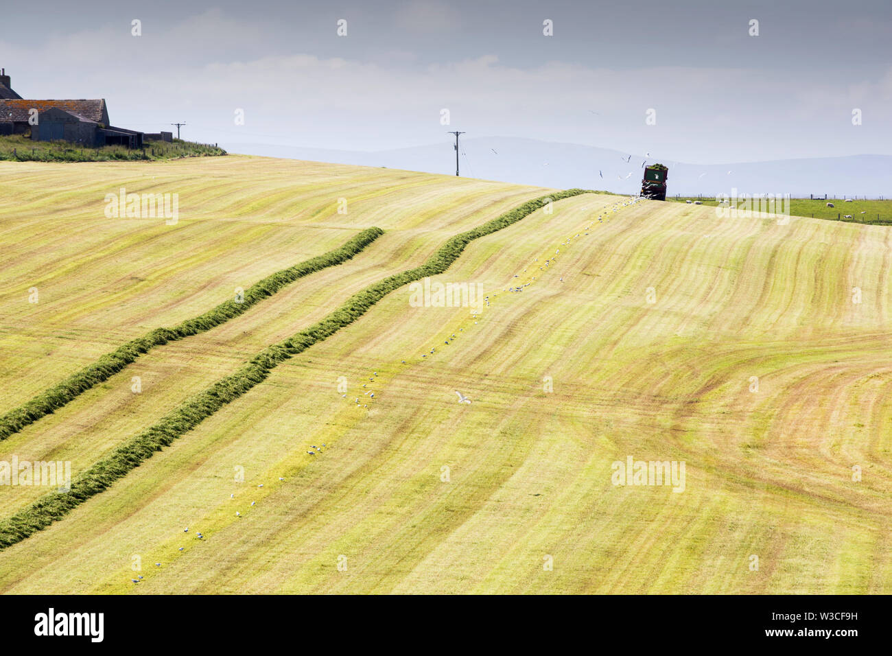 Ein Landwirt Grasernte für silage an Hoxa, South Ronaldsay, Orkney Inseln, Schottland, Großbritannien. Stockfoto
