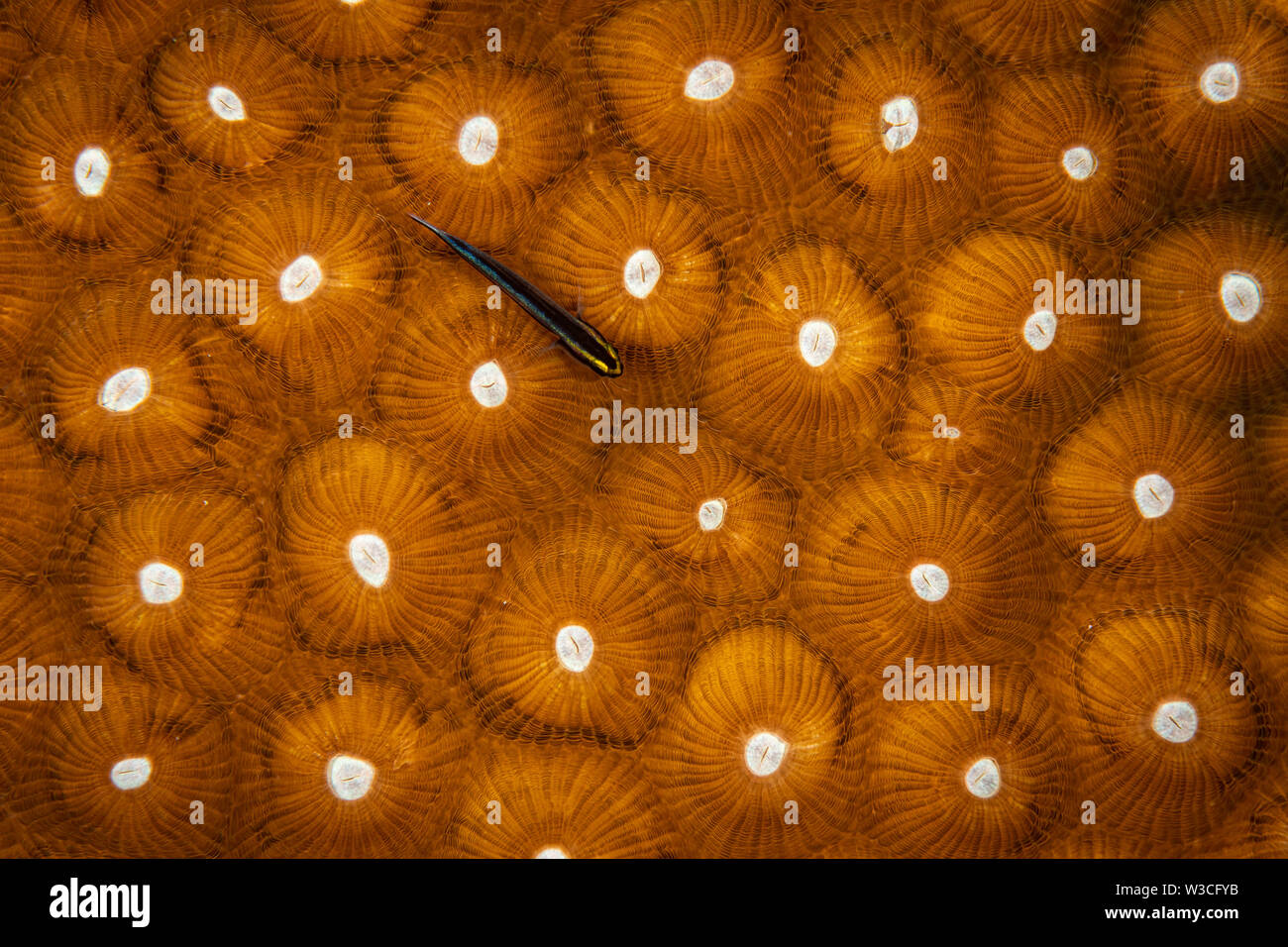 Gobiosoma evelynae Sharknose Grundel - - sitzt am Großen Stern auf dem Riff in Bonaire, Niederländische Antillen Coral Stockfoto