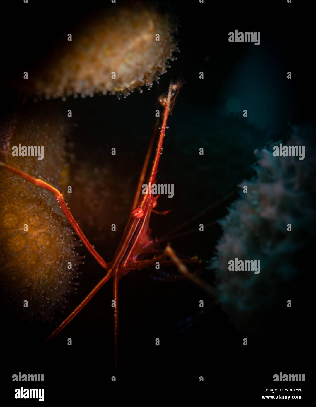 Yellowline Arrowcrab (Stenorhyncus Seticornis) auf Bari Reef, Bonaire, Niederländische Antillen Stockfoto