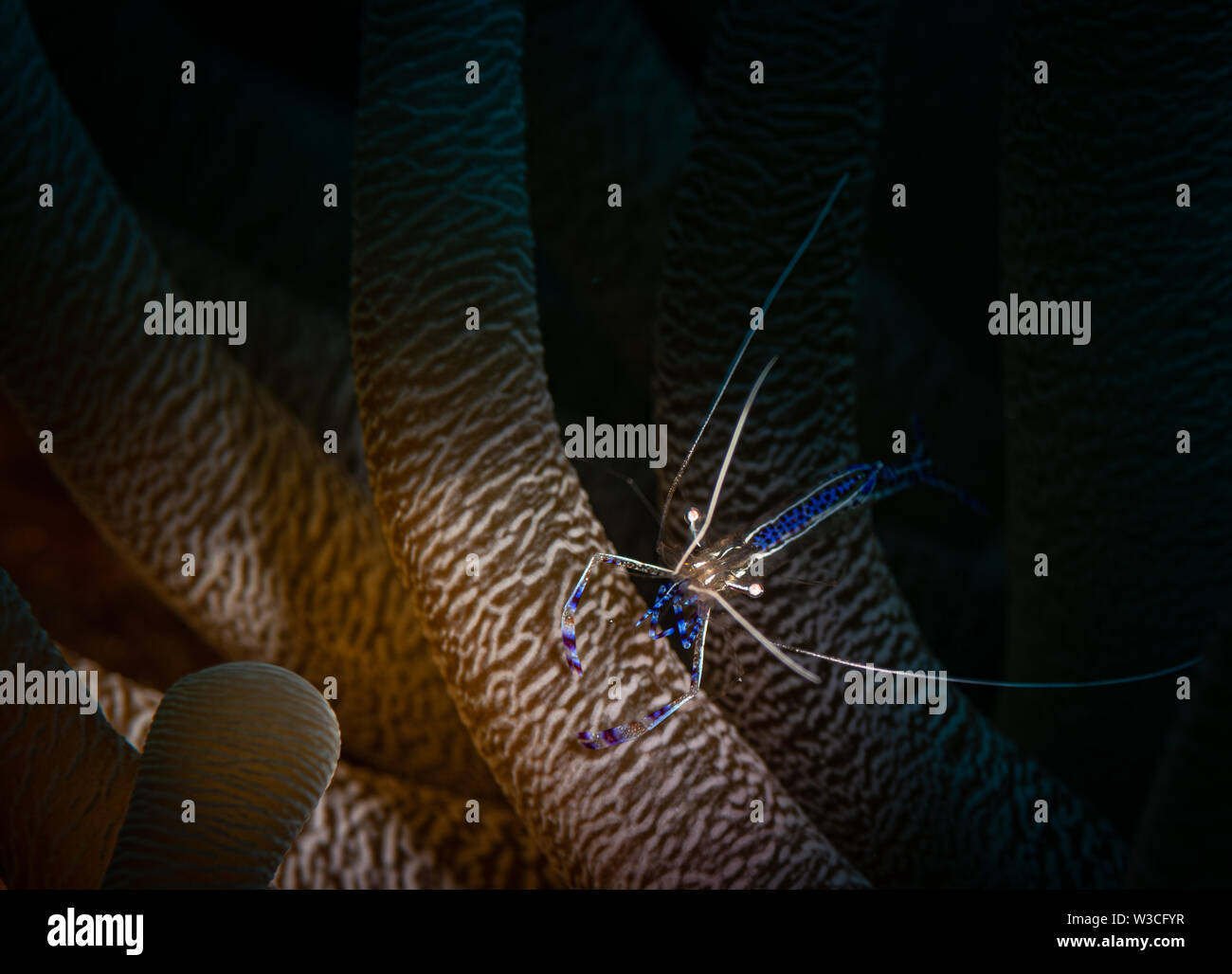 Pedersen Putzergarnelen (Periclimenes pedersoni) auf dem Bari Reef Dive Site, Bonaire, Niederländische Antillen Stockfoto