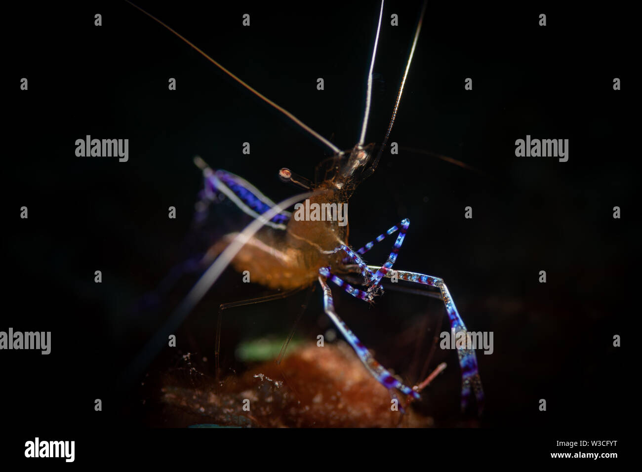 Pedersen Putzergarnelen (Periclimenes pedersoni) auf dem Bari Reef Dive Site, Bonaire, Niederländische Antillen Stockfoto
