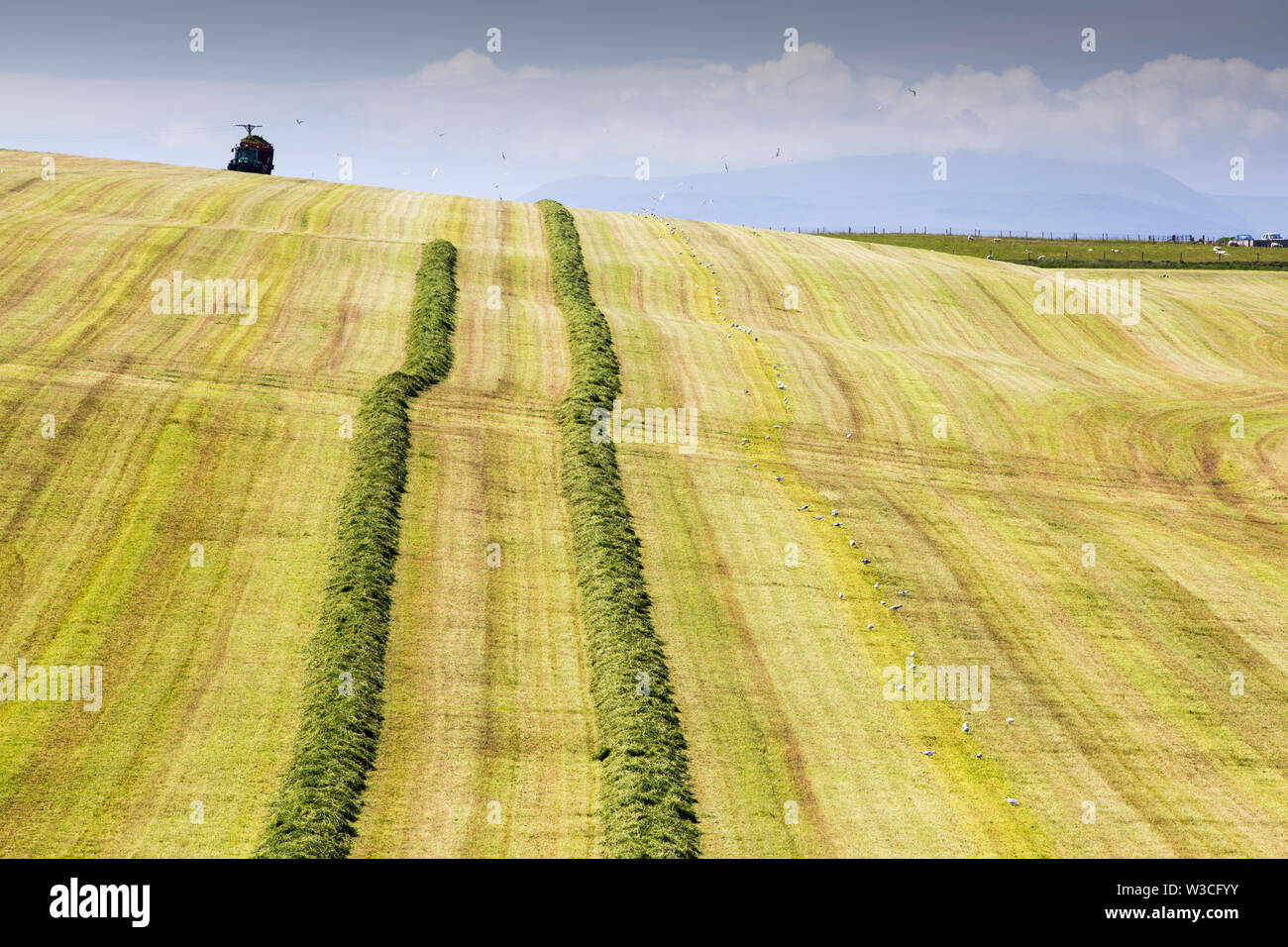 Ein Landwirt Grasernte für silage an Hoxa, South Ronaldsay, Orkney Inseln, Schottland, Großbritannien. Stockfoto