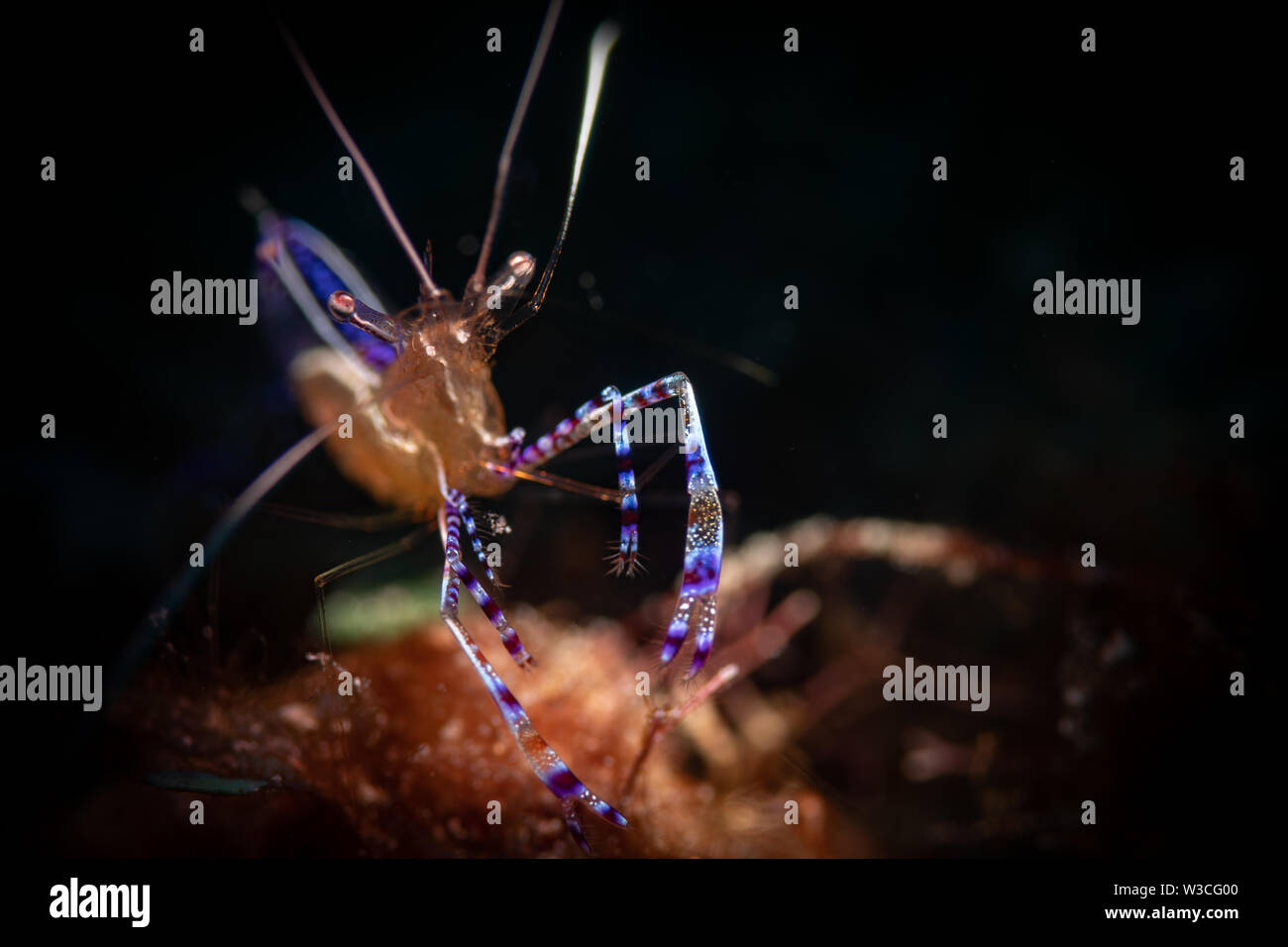 Pedersen Putzergarnelen (Periclimenes pedersoni) auf dem Bari Reef Dive Site, Bonaire, Niederländische Antillen Stockfoto