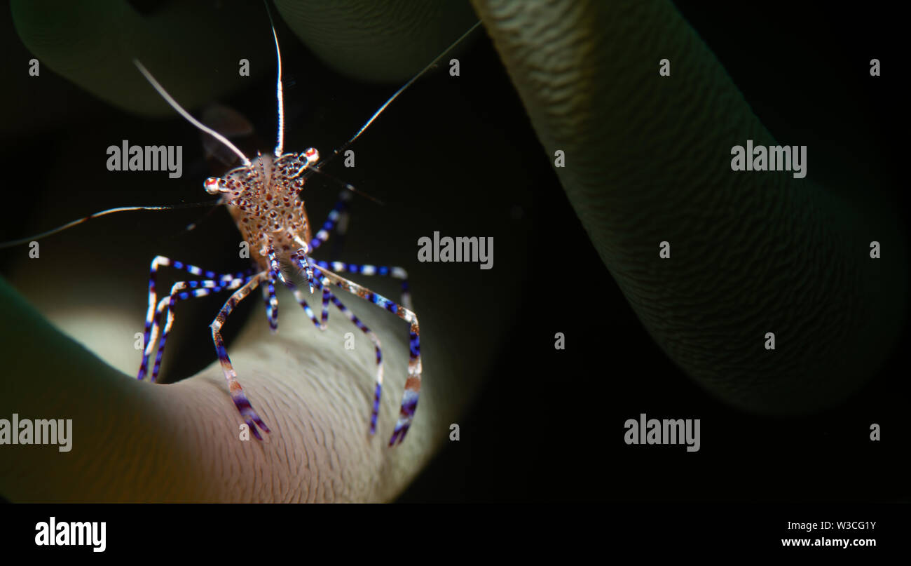 Putzergarnelen (Periclimenes yucatanicus) in einem anenome auf der etwas Besonderes Tauchplatz, Bonaire, Niederländische Antillen entdeckt Stockfoto