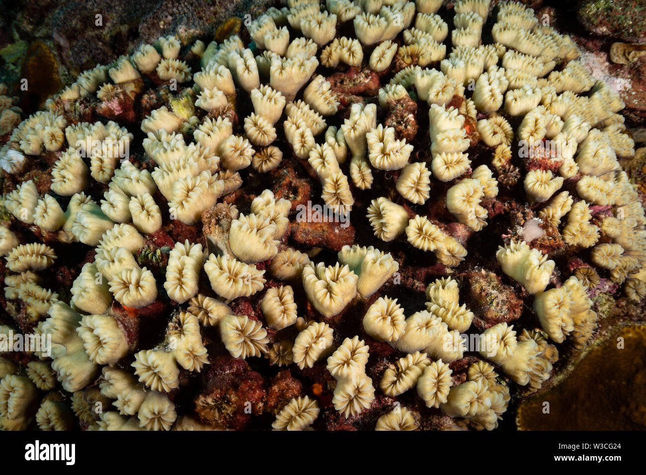 Cup Balanophyllia Coral (sp) auf dem Riff am Strand Tauchplatz der Bachelor, Bonaire, Niederländische Antillen Stockfoto