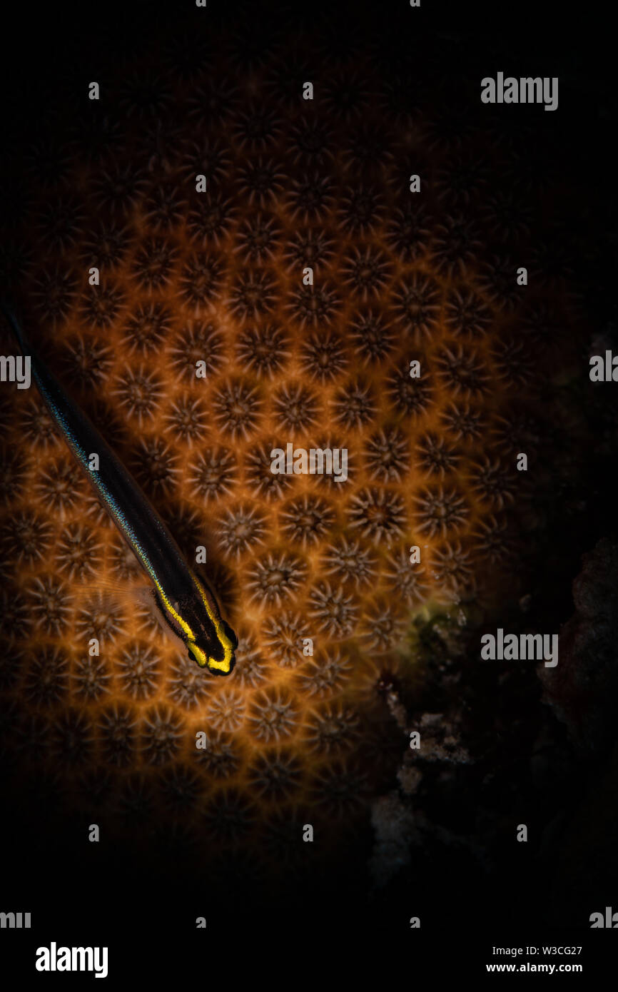 Sharknose Grundel (Gobiosoma evelynae) auf Bari Reef, Bonaire, Niederländische Antillen Stockfoto
