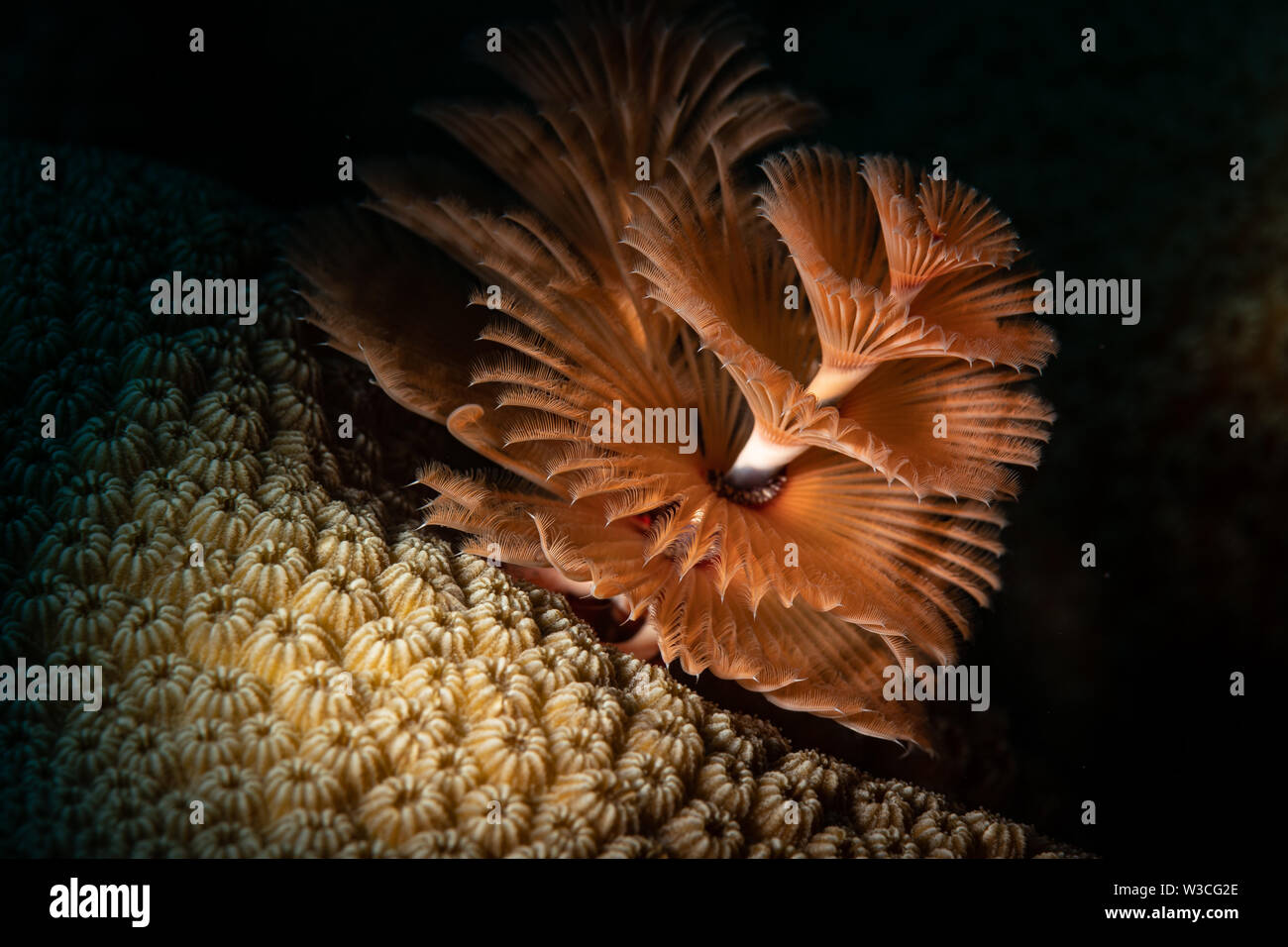 Christmas tree Worm (Spirobranchus giganteus) auf dem Riff, Bonaire, Niederländische Antillen Stockfoto