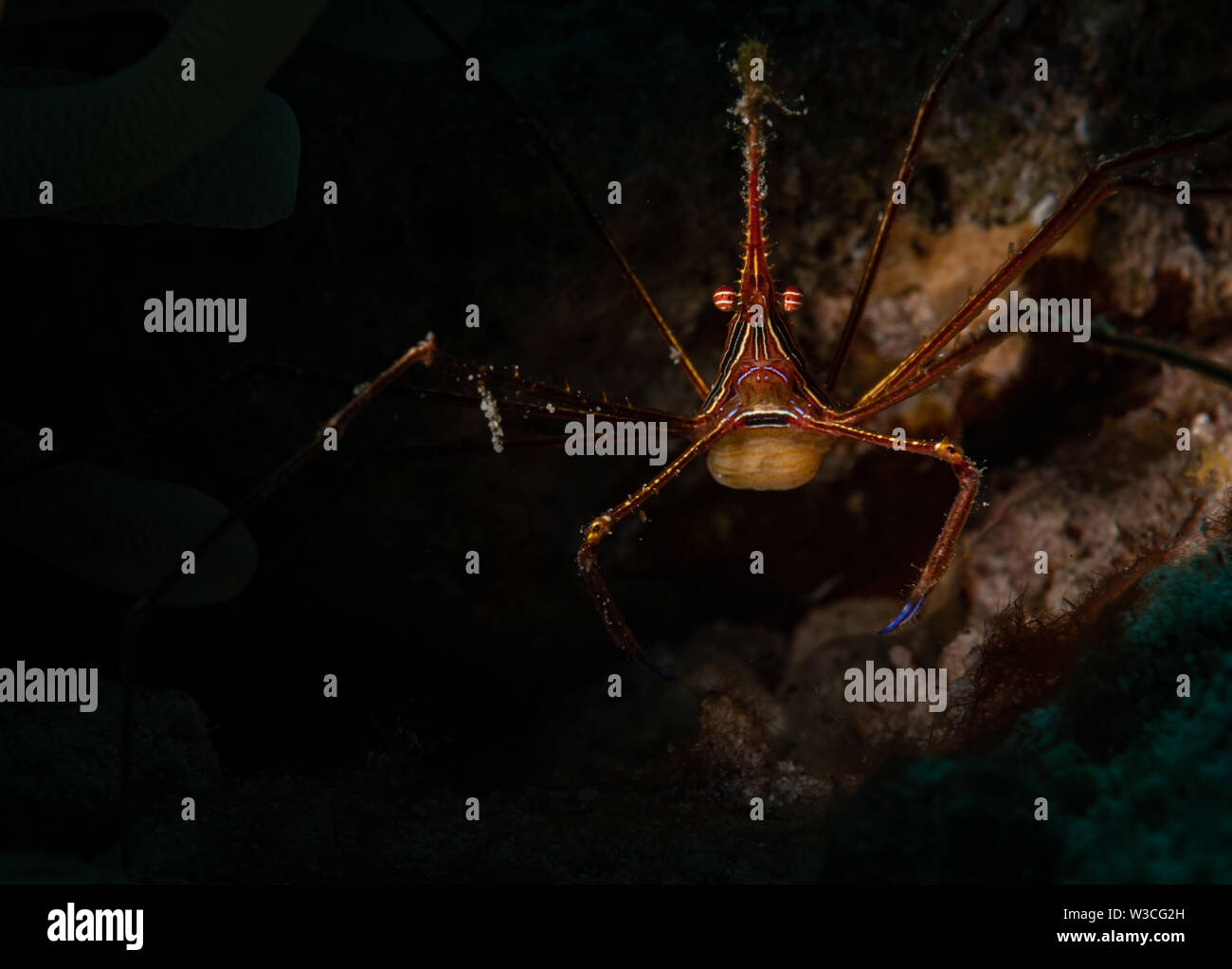 Yellowline Arrowcrab (Stenorhyncus Seticornis) auf dem etwas Besonderes Tauchplatz, Bonaire, Niederländische Antillen Stockfoto