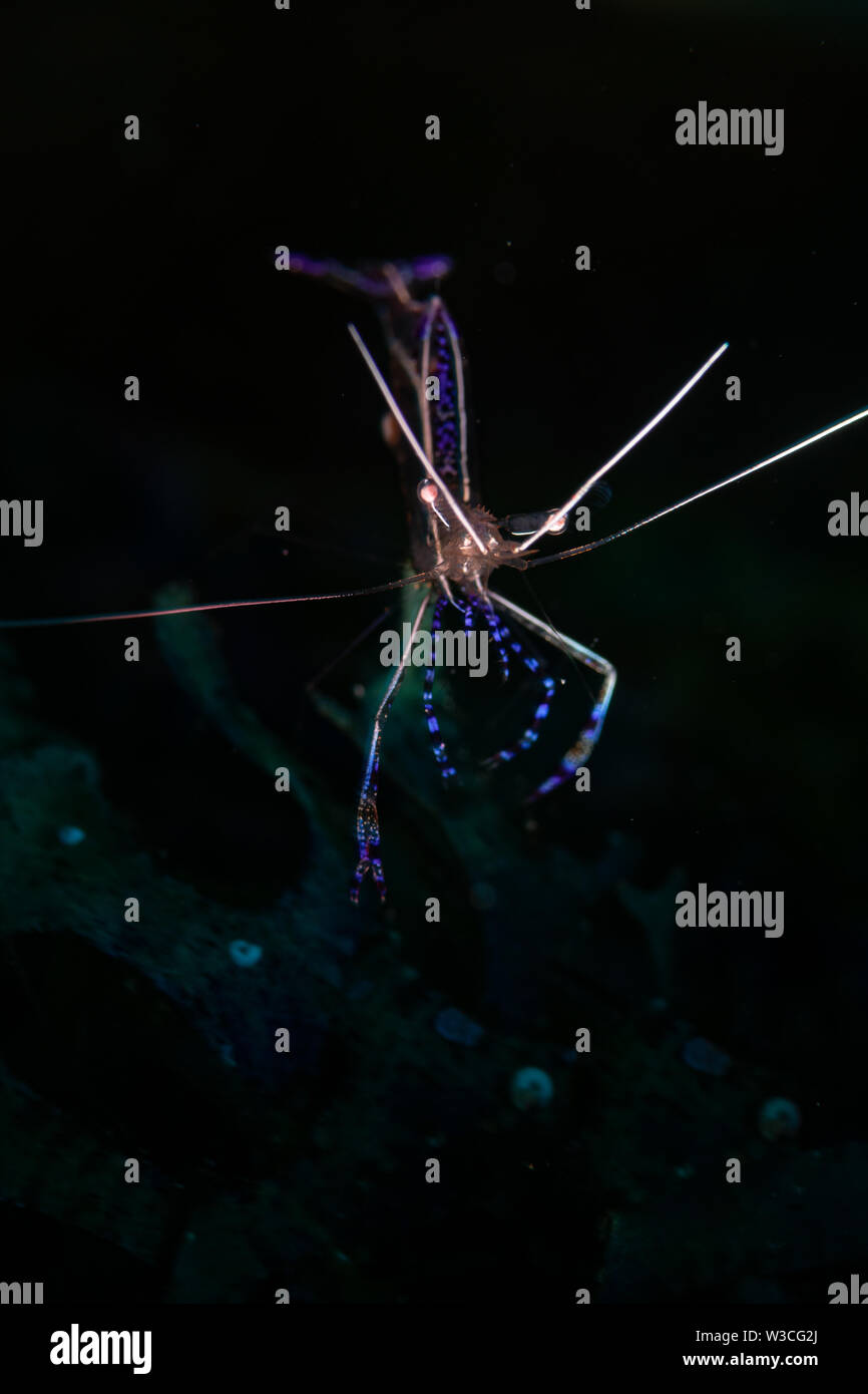 Pedersen Putzergarnelen (Periclimenes pedersoni) auf dem Bari Reef Dive Site, Bonaire, Niederländische Antillen Stockfoto