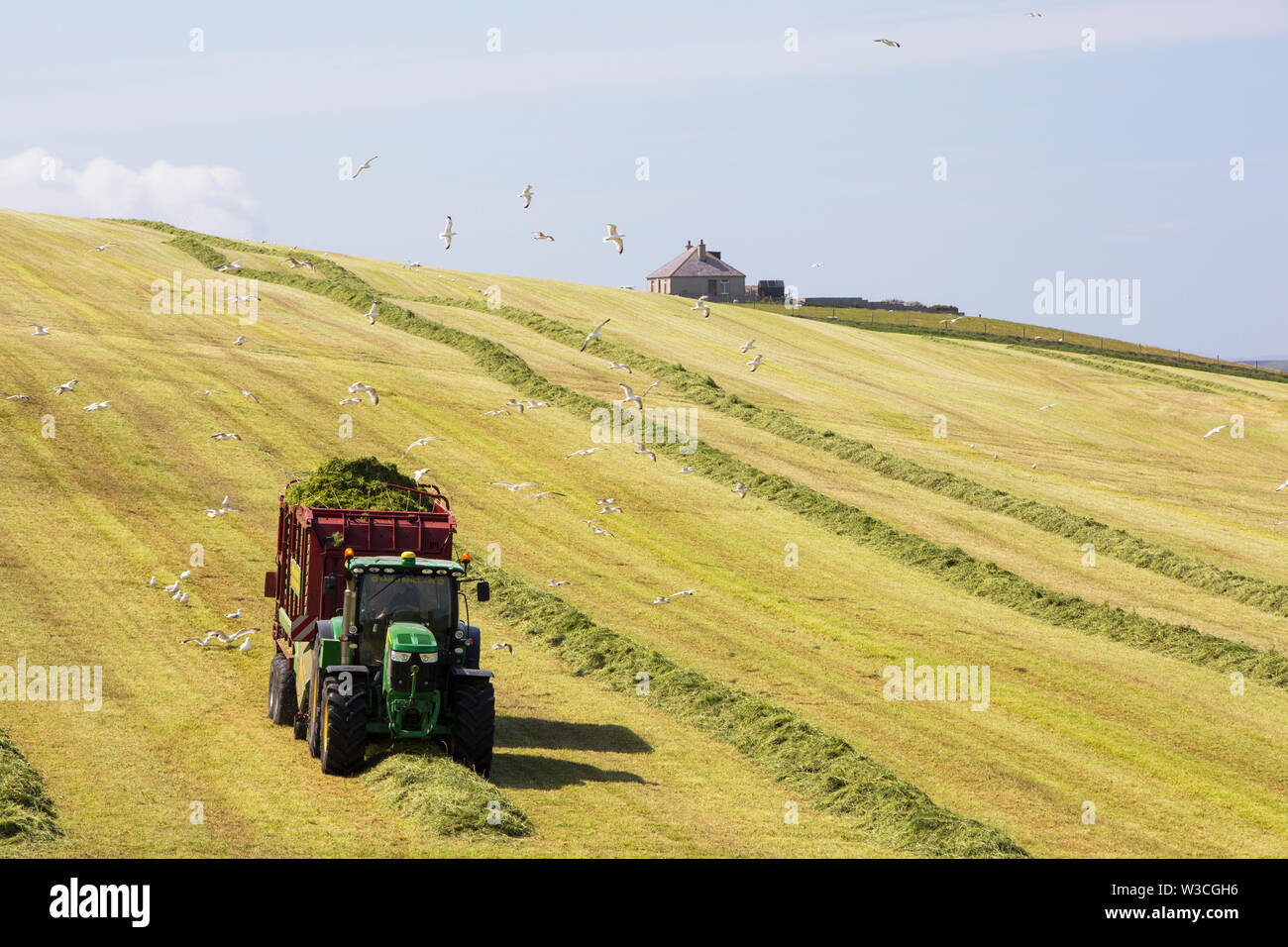 Ein Landwirt Grasernte für silage an Hoxa, South Ronaldsay, Orkney Inseln, Schottland, Großbritannien. Stockfoto