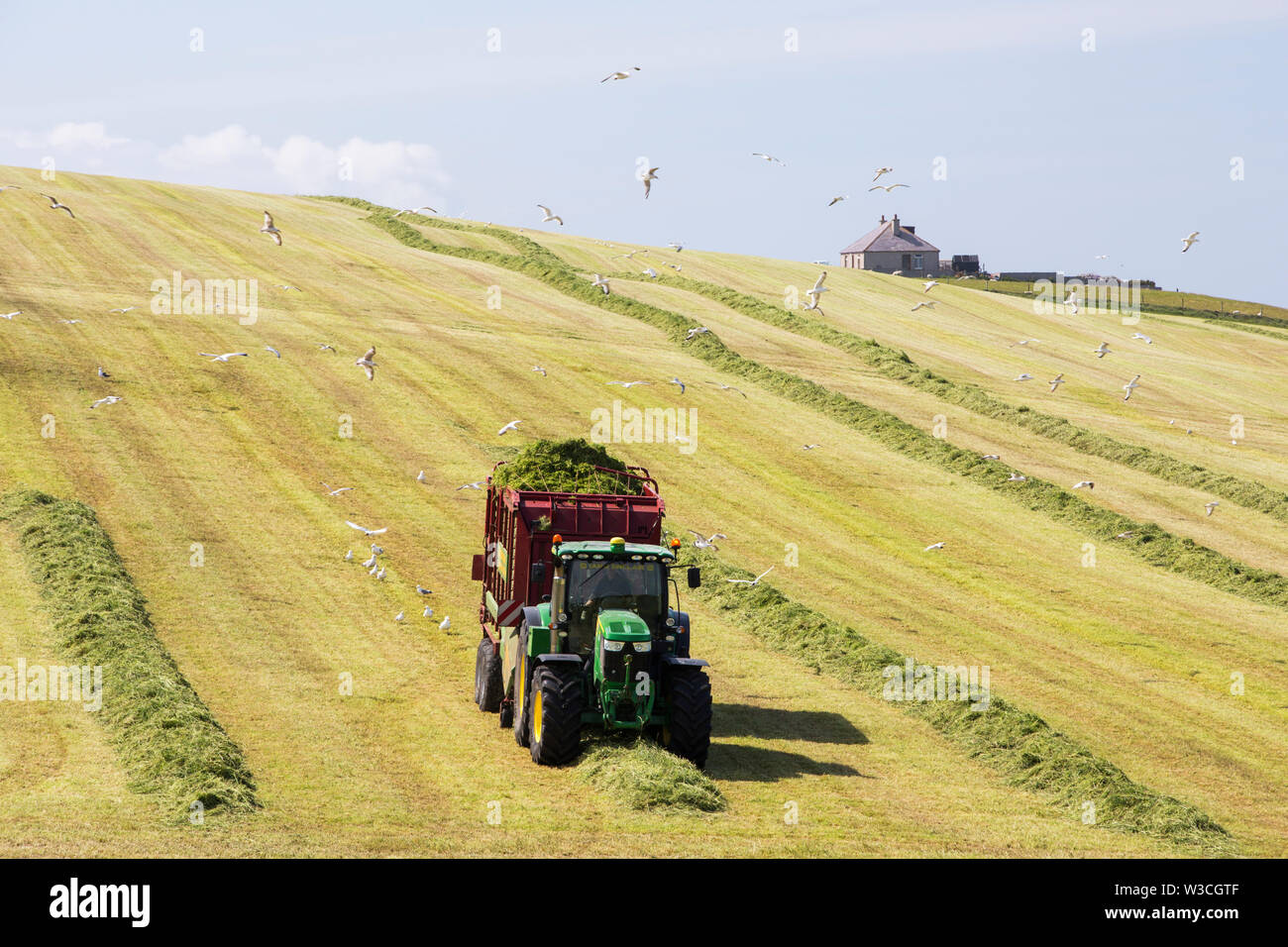 Ein Landwirt Grasernte für silage an Hoxa, South Ronaldsay, Orkney Inseln, Schottland, Großbritannien. Stockfoto