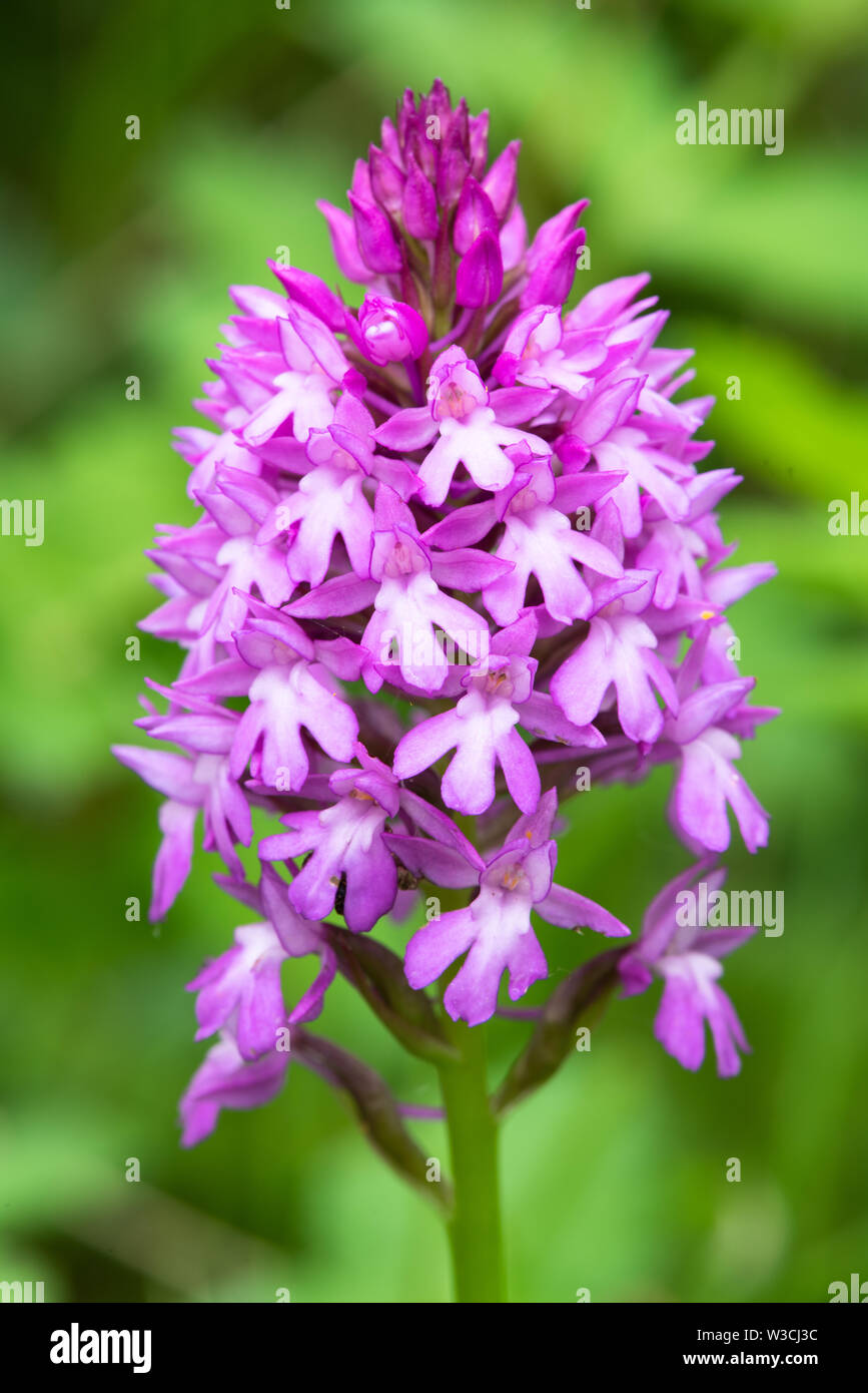 Pyramiden-Orchidee Stockfoto