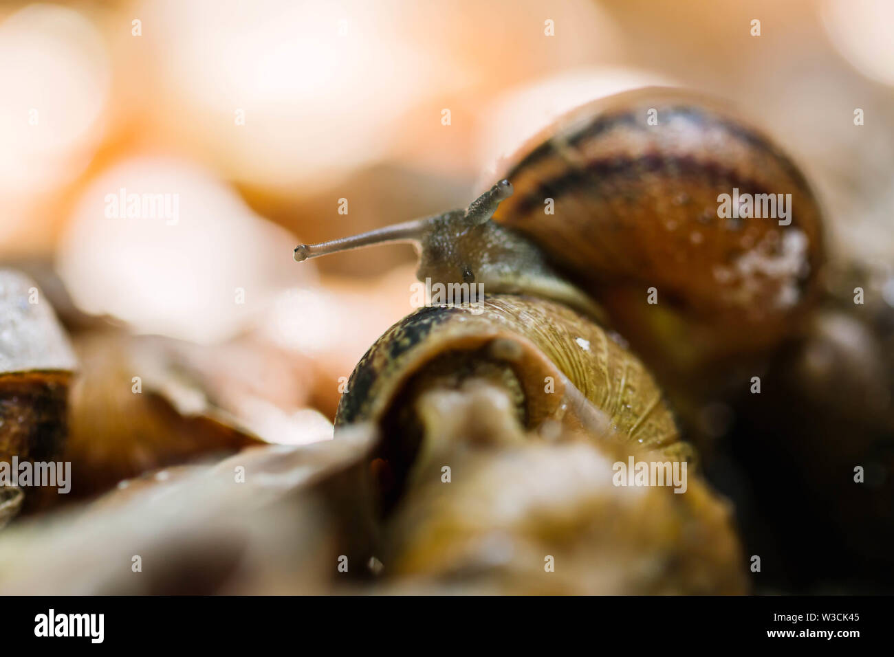 Close-up raw Schnecke vor der Vorbereitung in Lleida, Spanien Stockfoto