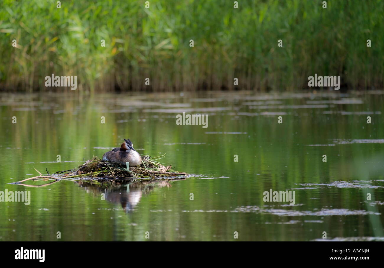 Haubentaucher, Podiceps cristatus, Nest in einem Teich, Kalmar, Schweden Stockfoto