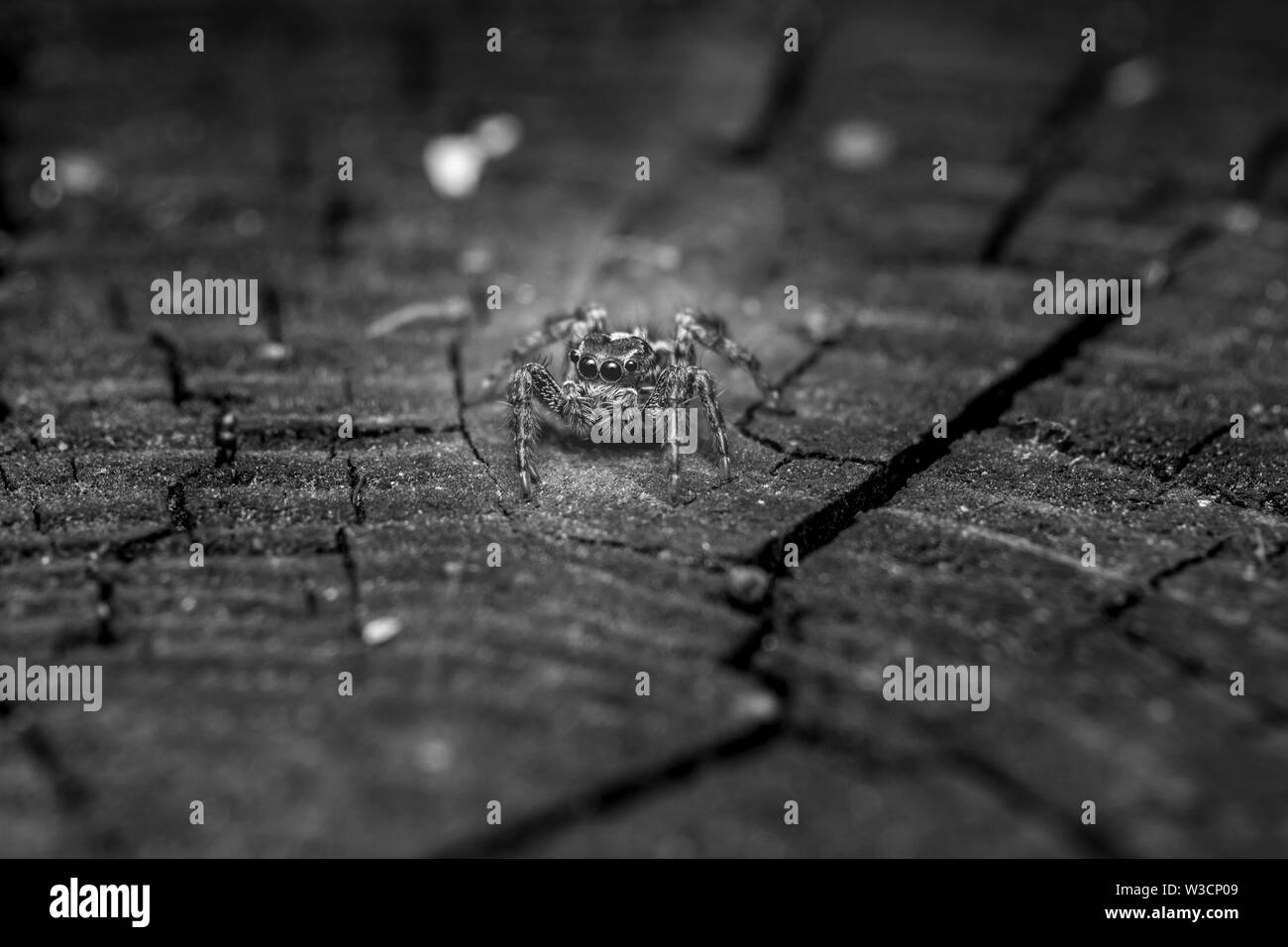 Schöne Makro Foto eines kleinen jumping Spider Stockfoto
