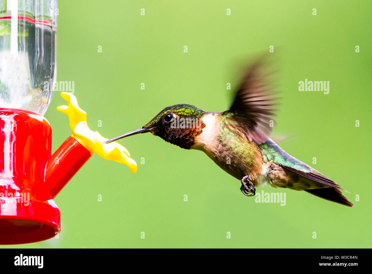 Männliche Ruby-Throated Hummingbird schwebt auf einem Hinterhof kolibrizufuhr. Stockfoto