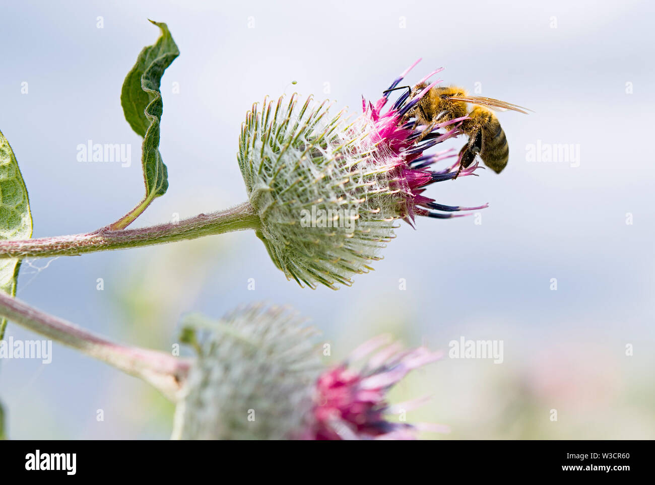 Eine Biene sammelt Pollen auf Esel thistle Stockfoto