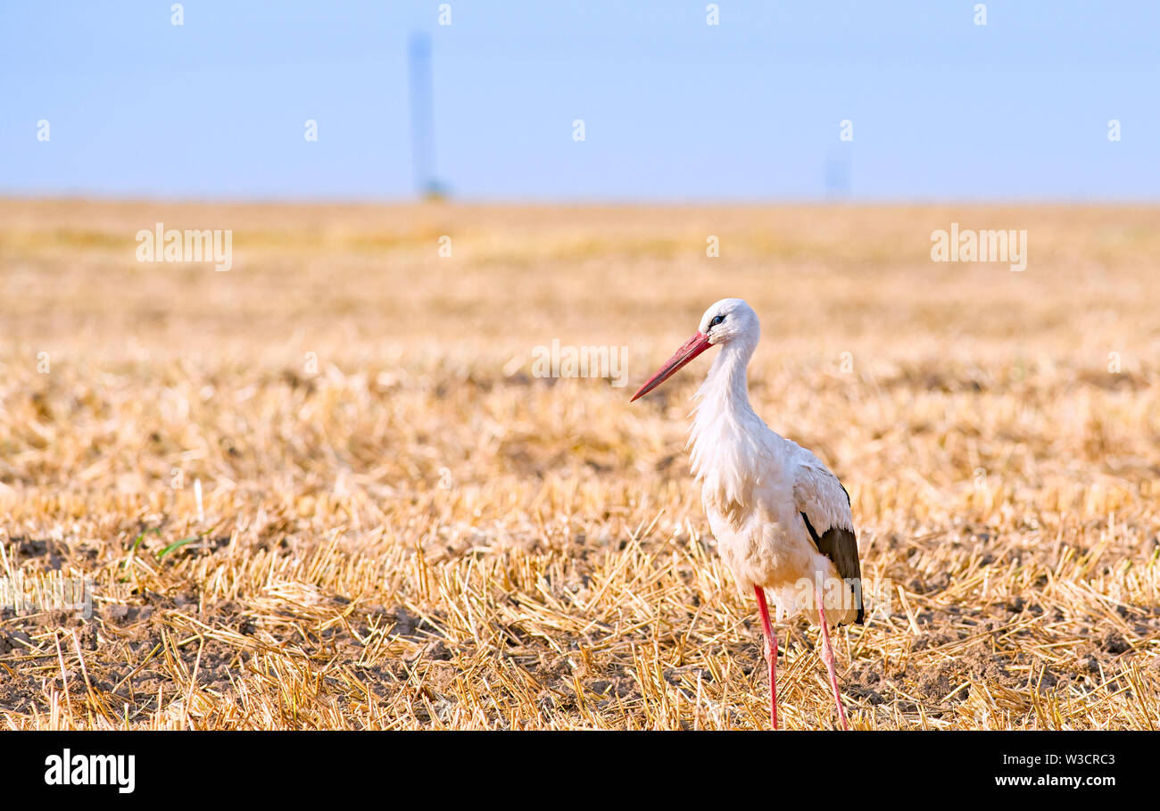 Weißstorch sammeln für Nahrungsmittel, während die Kombination arbeitet auf einem Weizenfeld Stockfoto