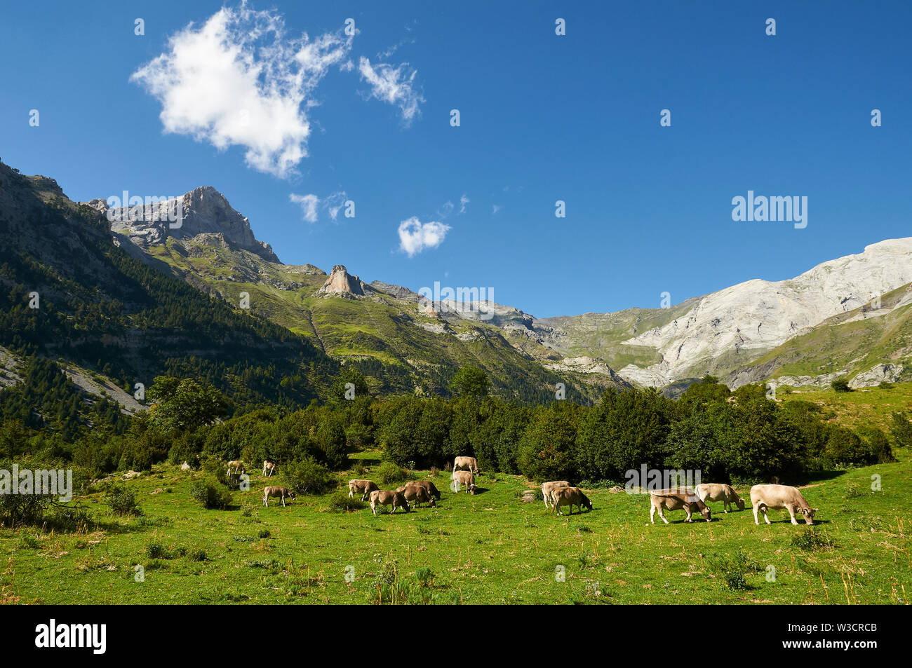 Rinder grasen in La Larri Tal mit Gipfeln im Hintergrund von Ordesa y Monte Perdido Nationalpark (Sobrarbe, Huesca, Pyrenäen, Aragon, Spanien) Stockfoto