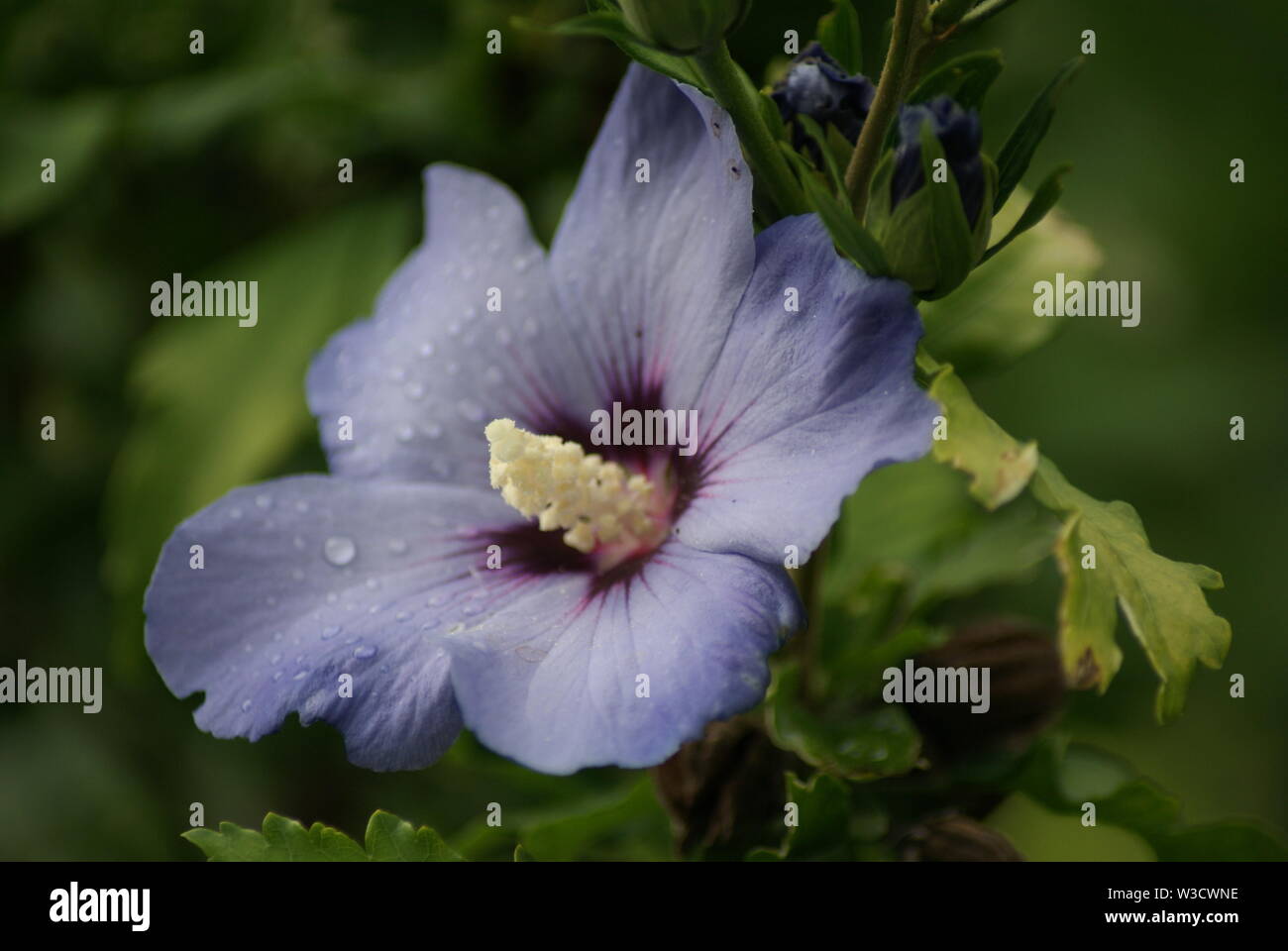 Blauer Hibiskus im Garten Stockfoto