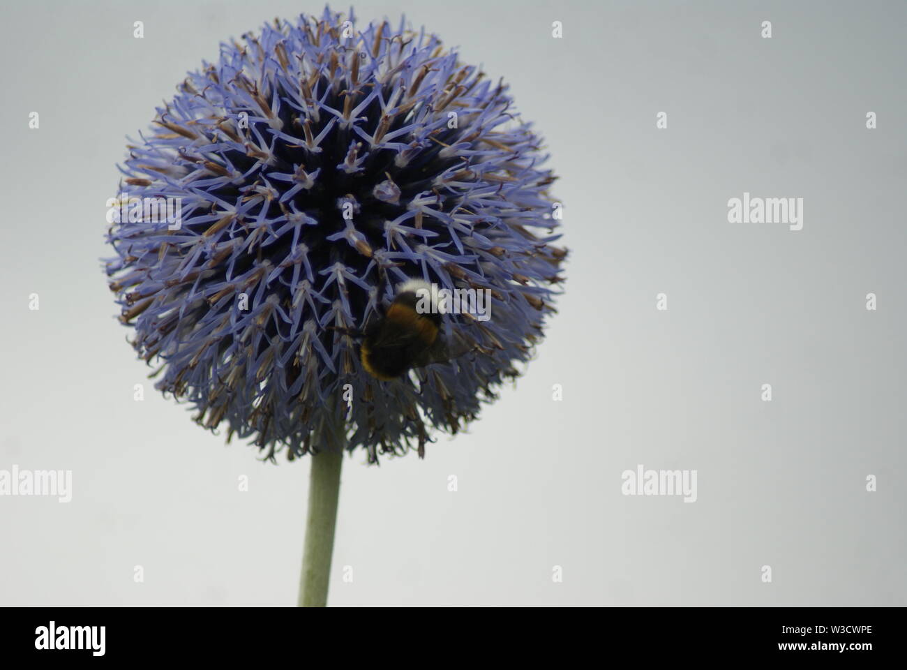 Garten Blume Sommer in Deutschland Stockfoto