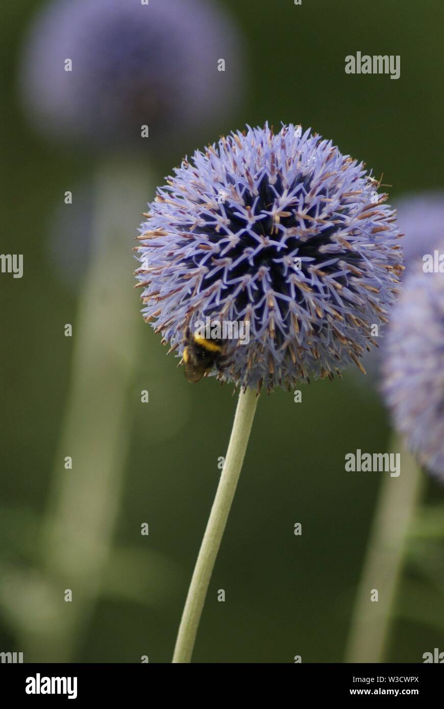 Garten Blume Sommer in Deutschland Stockfoto