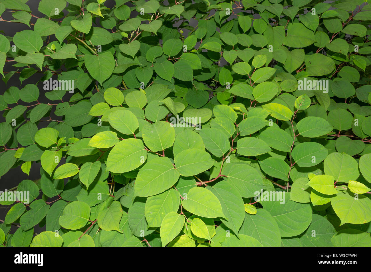 Die invasive Pflanze legt japanische Knöterich (Reynoutria japonica, Fallopia japonica oder Polygonum Cuspidatum) wächst am Fluss Böschung. Stockfoto