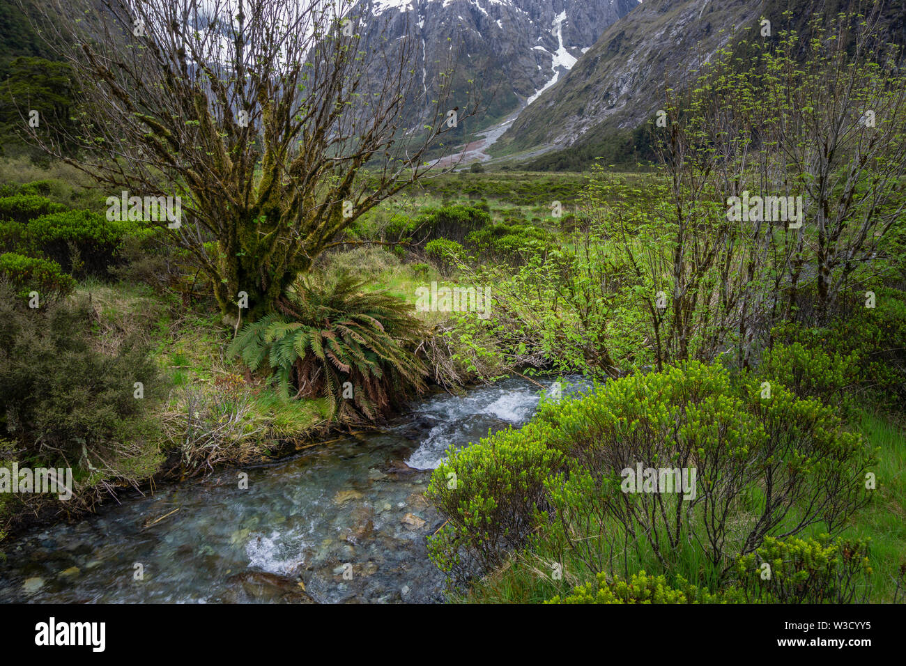 Gletscher gespeist Creek läuft neben dem Milford Sound Highway im Hollyford Tal. Fjordland, Südinsel, Neuseeland Stockfoto