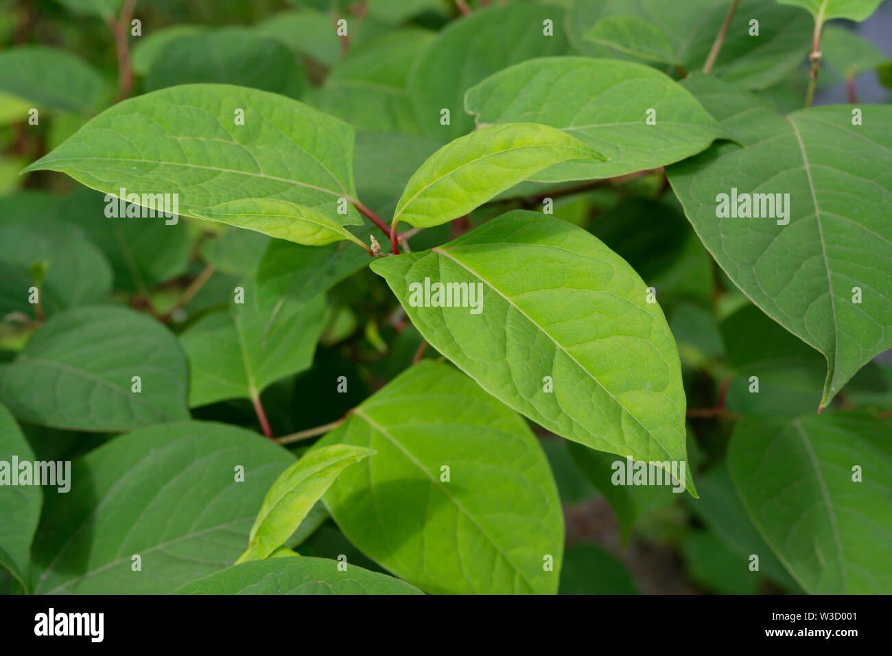 Die invasive Pflanze legt japanische Knöterich (Reynoutria japonica, Fallopia japonica oder Polygonum Cuspidatum) wächst am Fluss Böschung. Stockfoto