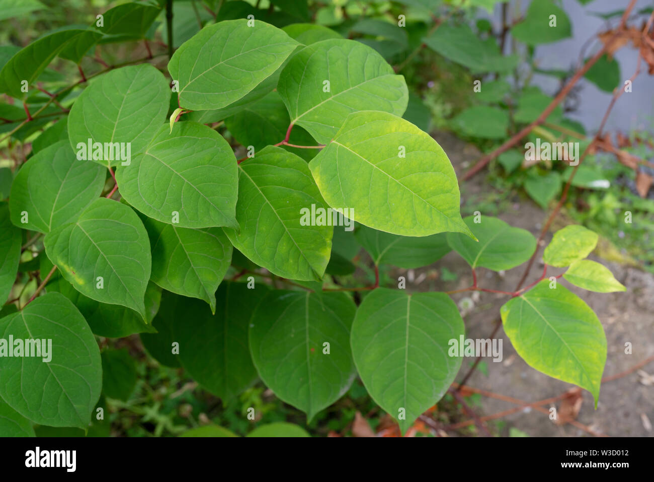 Die invasive Pflanze legt japanische Knöterich (Reynoutria japonica, Fallopia japonica oder Polygonum Cuspidatum) wächst am Fluss Böschung. Stockfoto