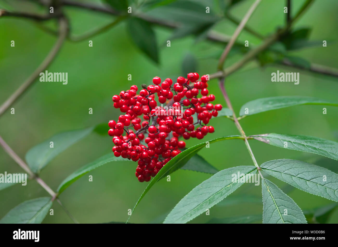 Rote Beeren aus dem Traubenholunders (Sambucus racemosa var. arborescens), ein Eingeborener, Küsten Roter Holunder in Waldgebiete von B.C. gefunden Stockfoto