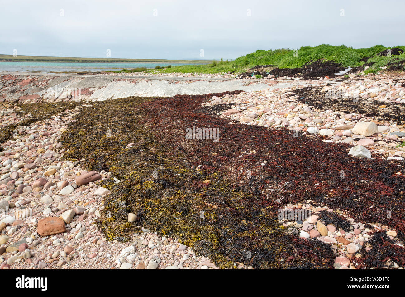 Seweed am Strand auf Burray, Orkney, Schottland, Großbritannien. Stockfoto