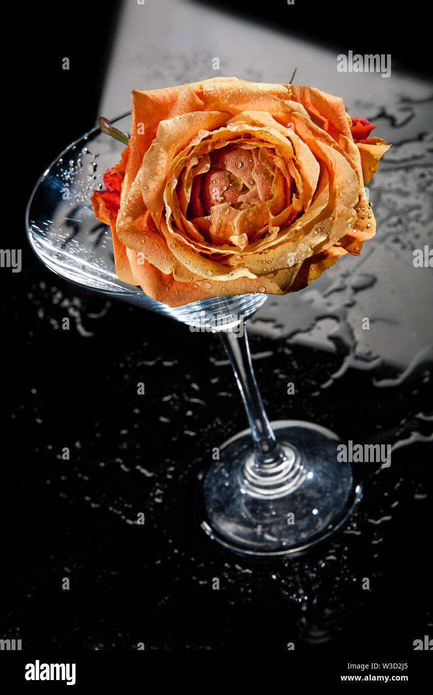 Rose und Glas auf Glas studio Hintergrund Stockfoto
