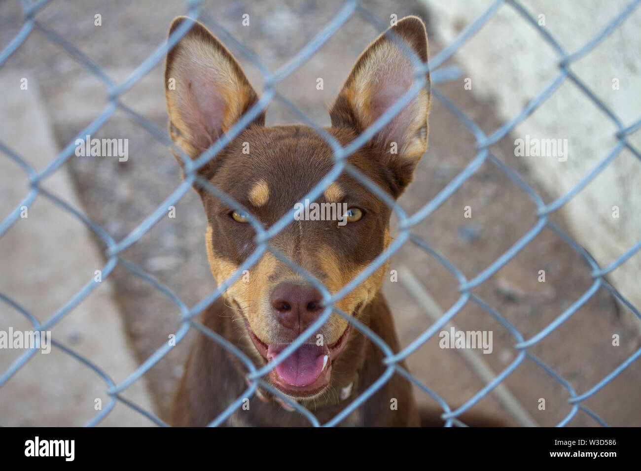 Smiling Australian Kelpie Hund hinter einem Zaun. Stockfoto